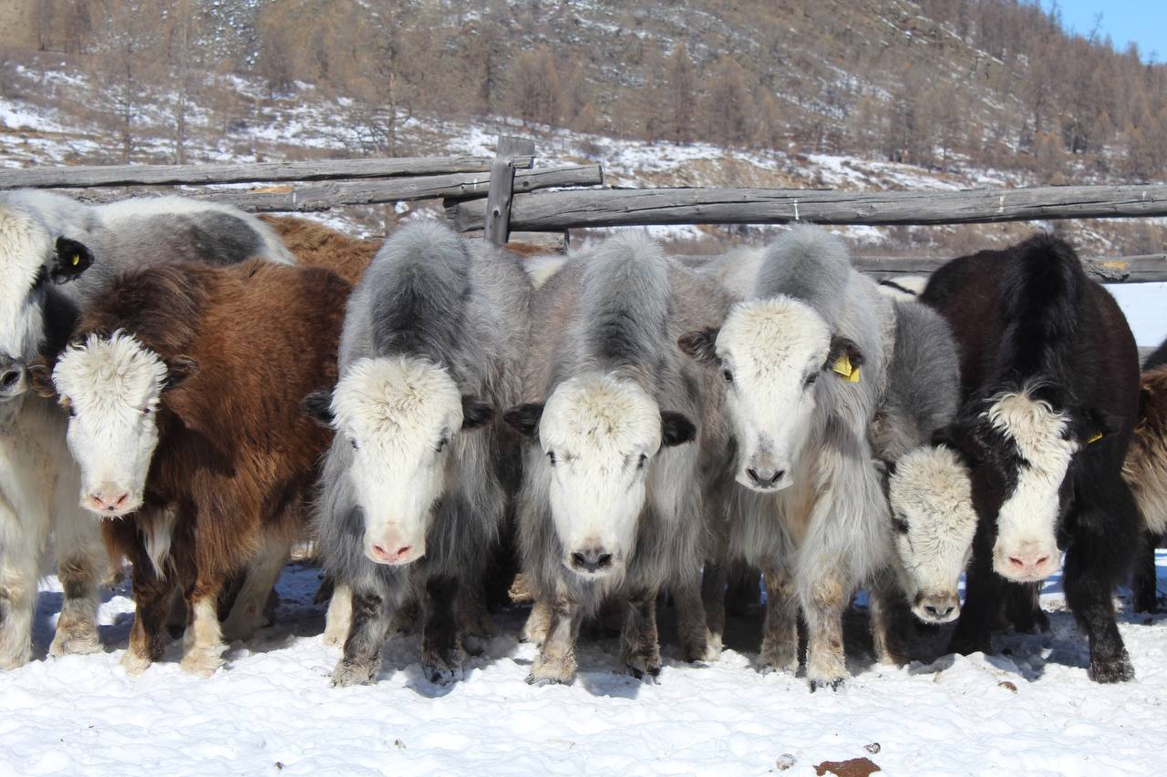 Фото В Бурятии взялись за сохранение генофондного стада яков