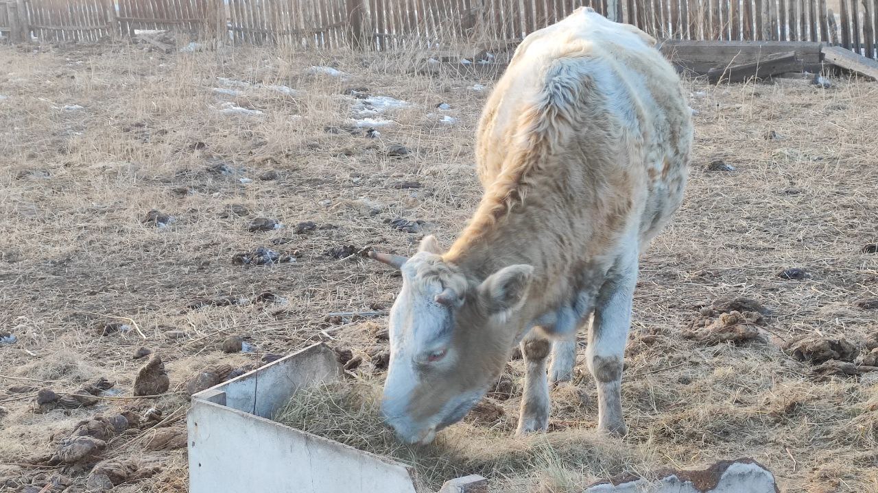 Фото Возобновилась работа штрафстоянки для животных в Закаменском районе Бурятии