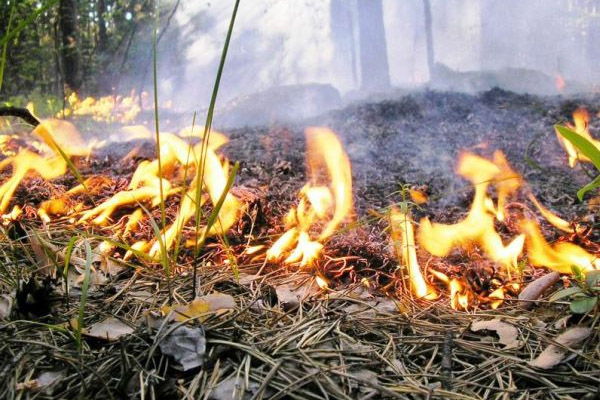 Фото В Бурятии из-за грозы загорелся лес