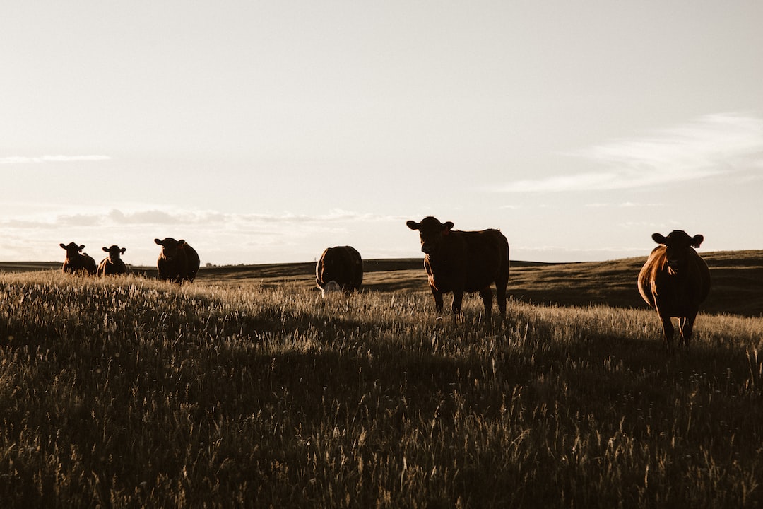 Фото В Селенгинском районе Бурятии у коров выявили лептоспироз