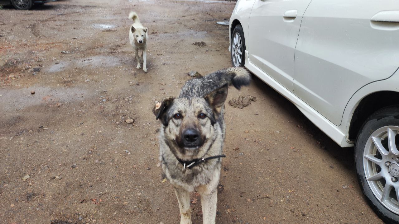 Фото За прошлый год на владельцев собак в Улан-Удэ составлено более тысячи протоколов