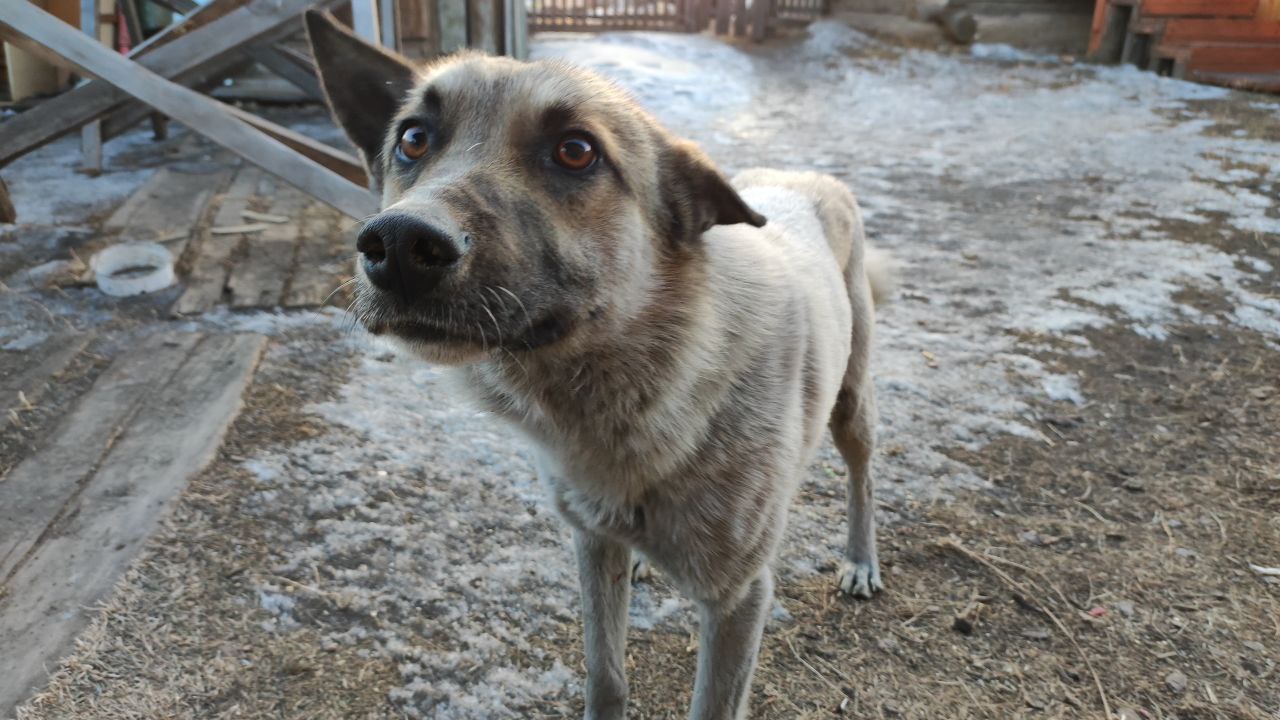 Фото В микрорайоне Исток Улан-Удэ пройдет отлов безнадзорных собак