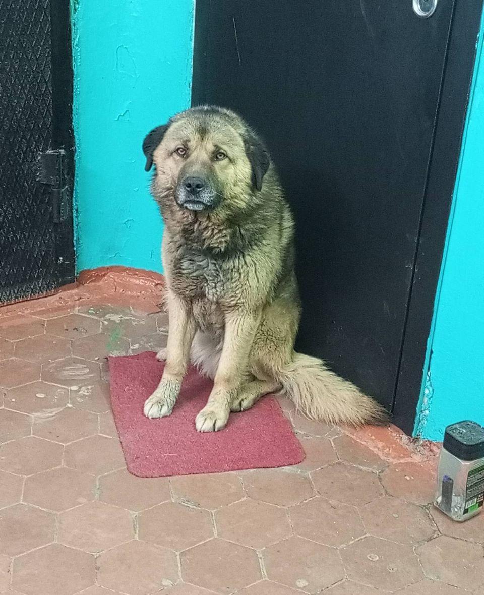 Фото Лает и рычит вторую неделю: в Бурятии собака оккупировала подъезд дома в Гусиноозерске