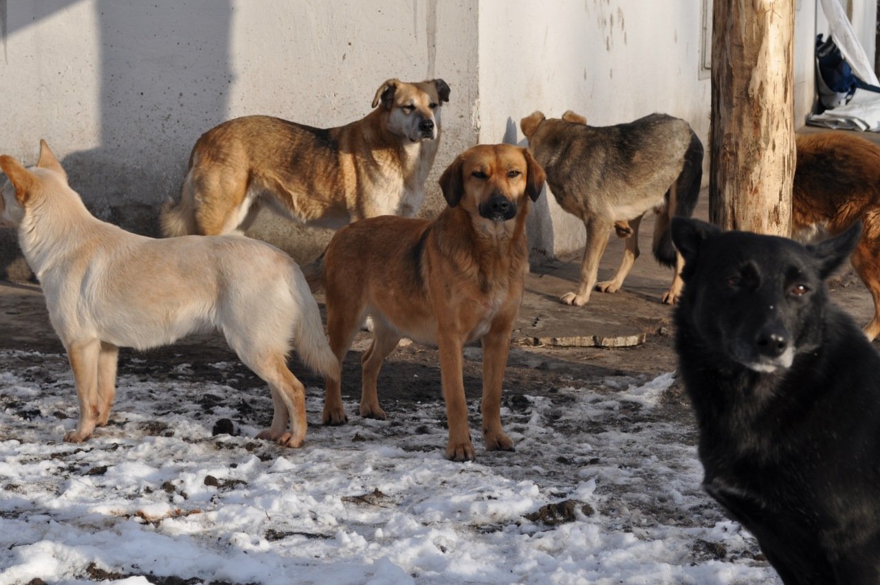 Фото В Улан-Удэ зоозащитники вступились за собак, которые чуть не растерзали ребенка