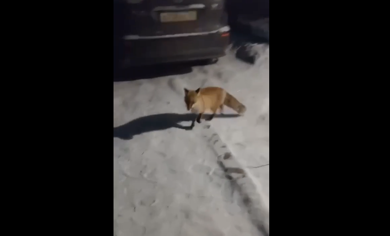 Фото Жителей Бурятии просят не прикармливать диких лис
