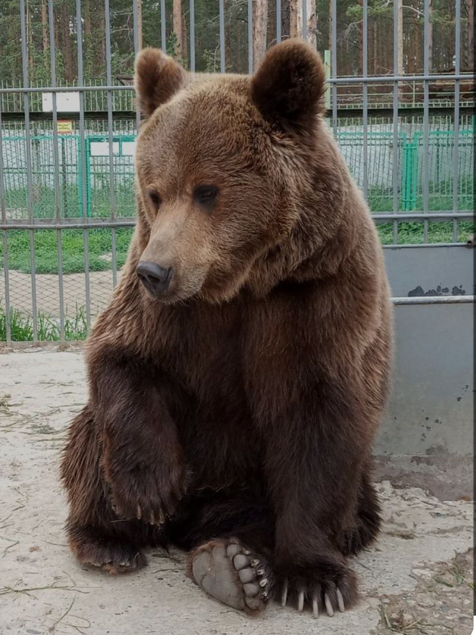 Фото В улан-удэнском Этномузее рассказали о впавших в спячку медведях