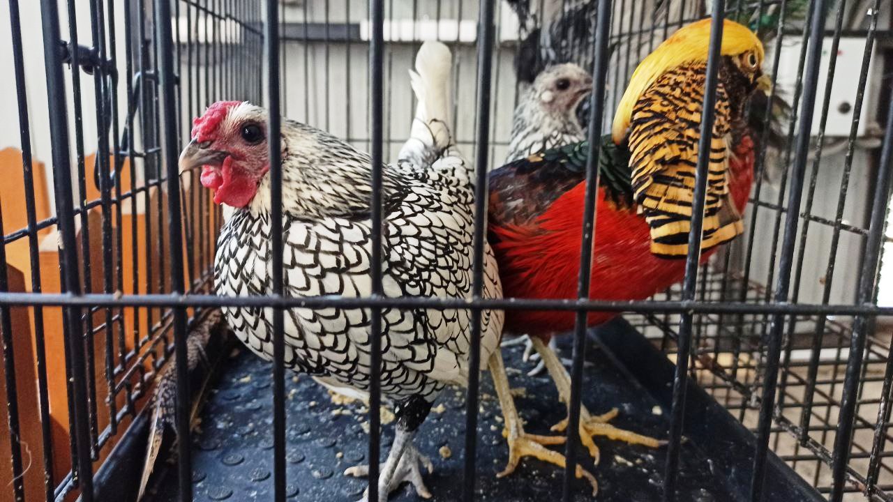 Фото Вокруг птицефабрики Улан-Удэ будут изымать домашнюю птицу