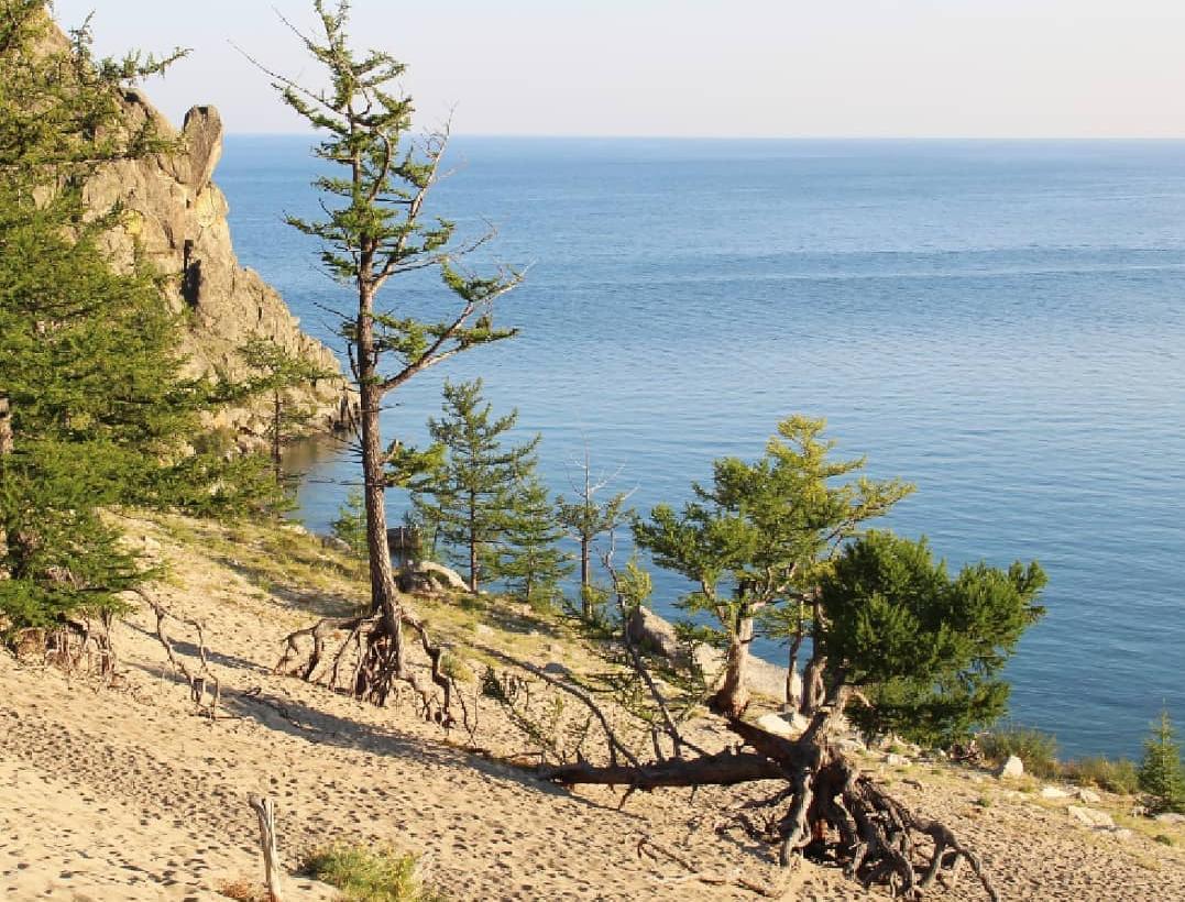 Фото На Байкале взяли под охрану «ходульные» деревья (ФОТО)