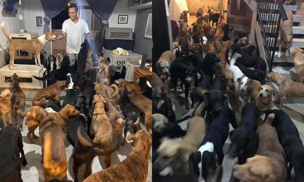 Фото Мексиканец приютил у себя дома 300 животных, спасая их от урагана