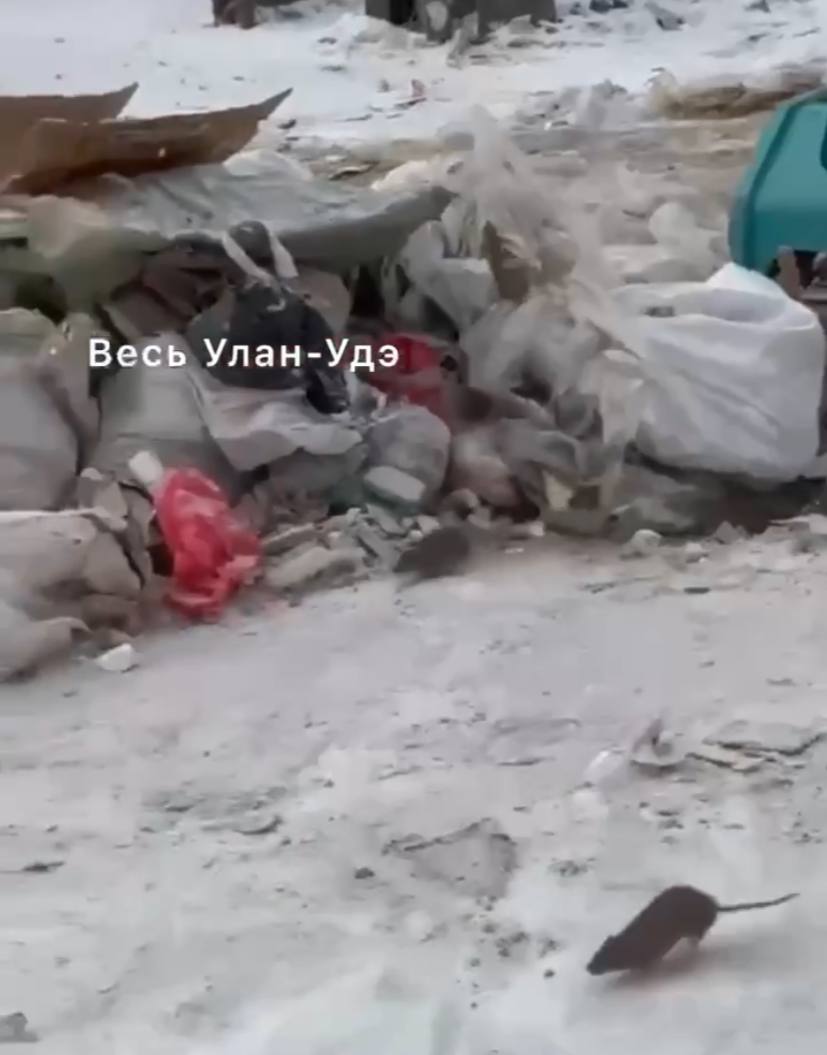 Фото В центре Улан-Удэ развелись крысы по вине управляшки