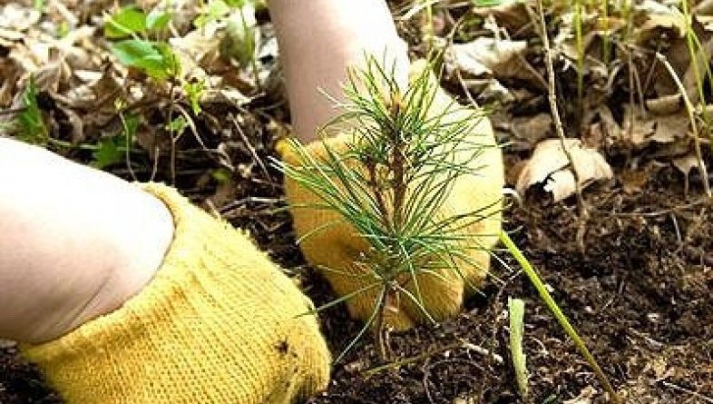 Фото Более 200 тыс. сосен посадили в Бурятии во Всероссийский день посадки леса