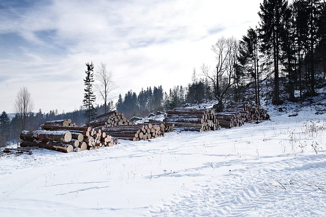 Фото Контрабанда из РФ продала Китаю ценные породы древесины на 5 млн