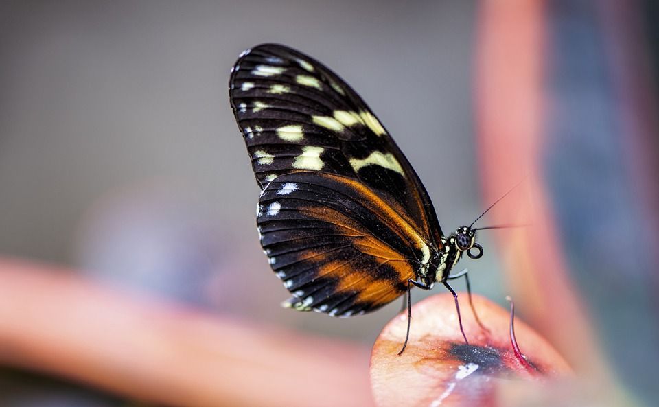 Фото Житель Бурятии в метель заснял живую бабочку