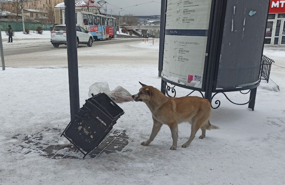 Фото Власти Улан-Удэ просят горожан не подкармливать бездомных собак