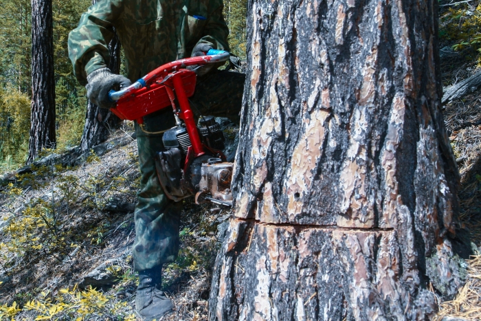 Фото Улан-удэнец заплатил свыше 200 тысяч рублей за незаконную рубку леса
