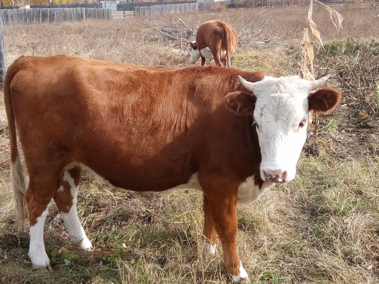 Фото Житель Бурятии долгое время прятал от прививки полсотни своих коров