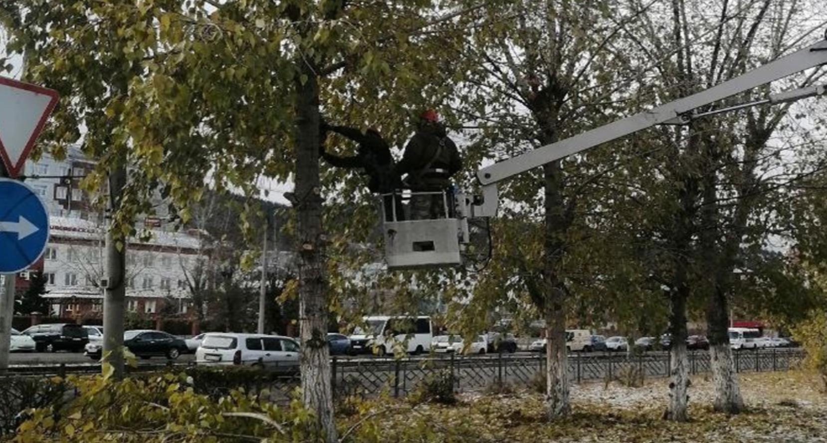 Фото В Улан-Удэ штрафуют за незаконную подрезку деревьев