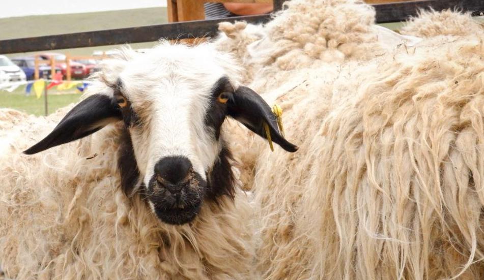 2015-й: год овцы или козы?