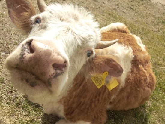 Фото В заболевании забайкальских коров пользователи соцсетей обвинили торговые сети Бурятии