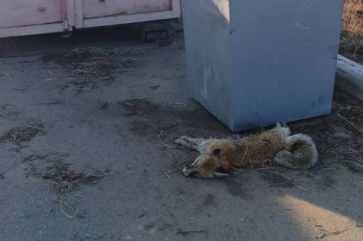 Фото В Улан-Удэ на кладбище обнаружили труп бешеной лисы