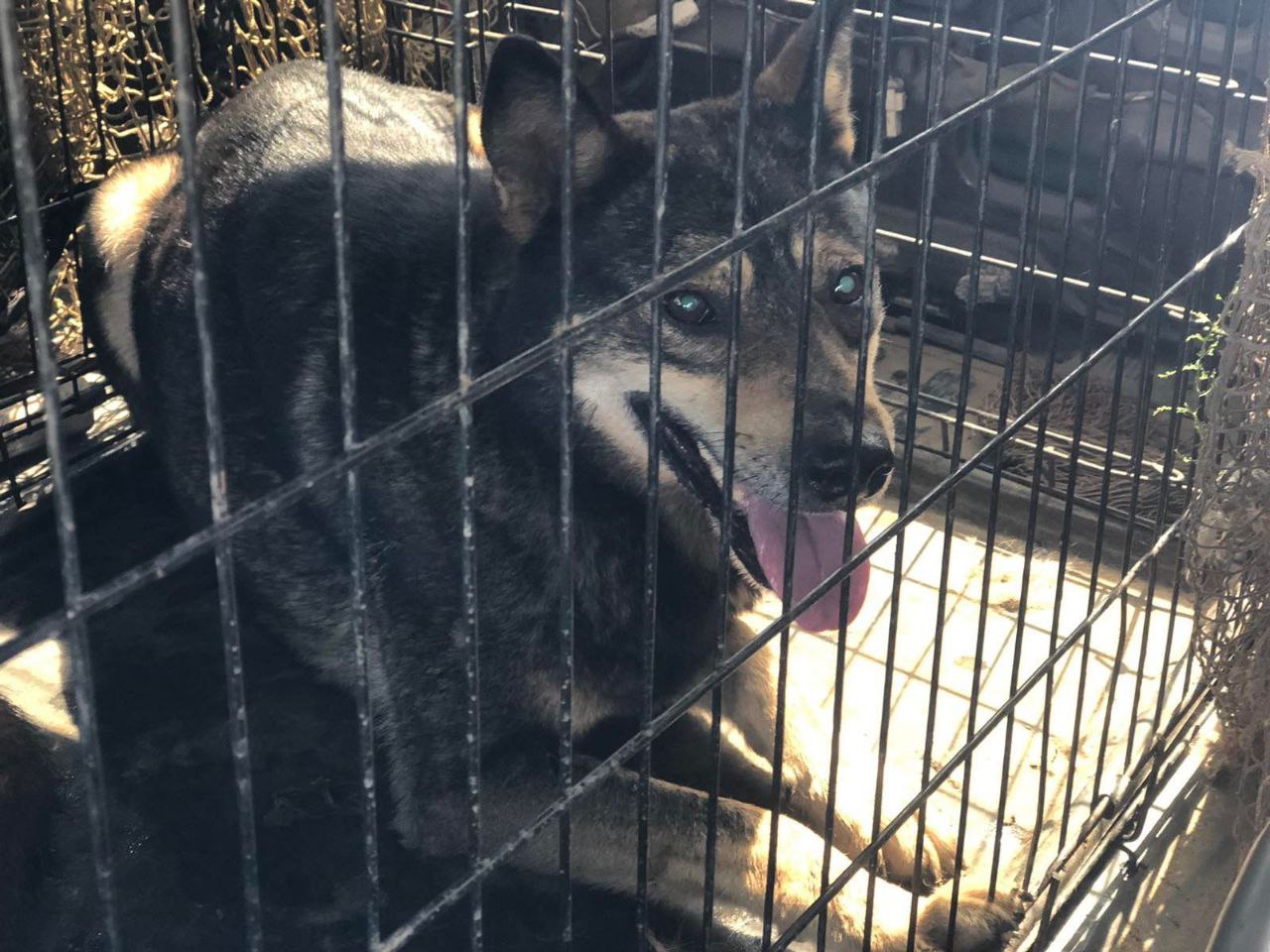 Фото Опасных собак в Бурятии будут держать в приютах до конца года