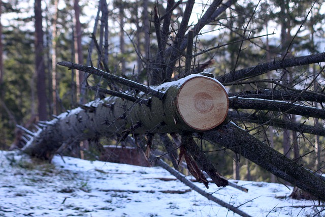 Фото Лесорубы «попутали» валежники с древесиной (ФОТО)