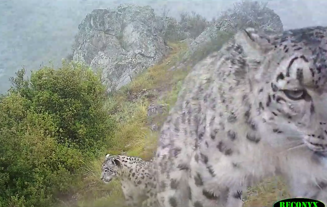 Фото Редких животных для Бурятии запечатлели в Красноярском крае