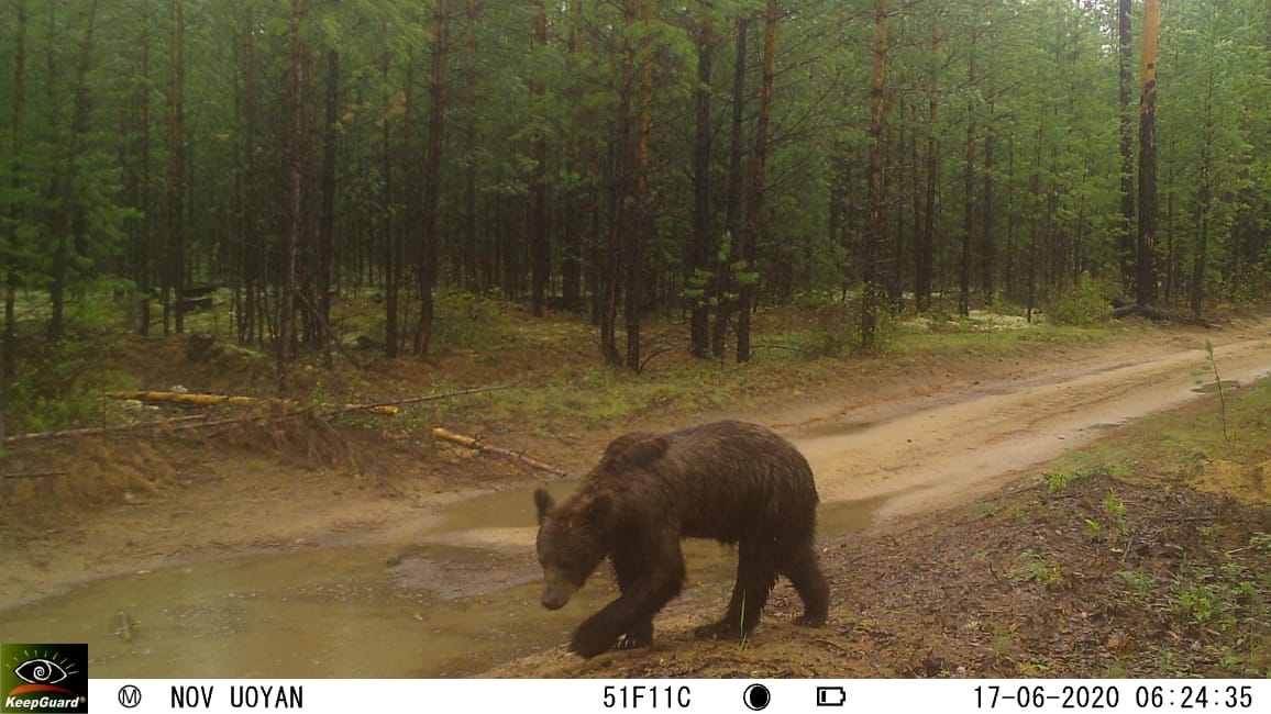 Фото На севере Бурятии медведь попал в фотоловушку