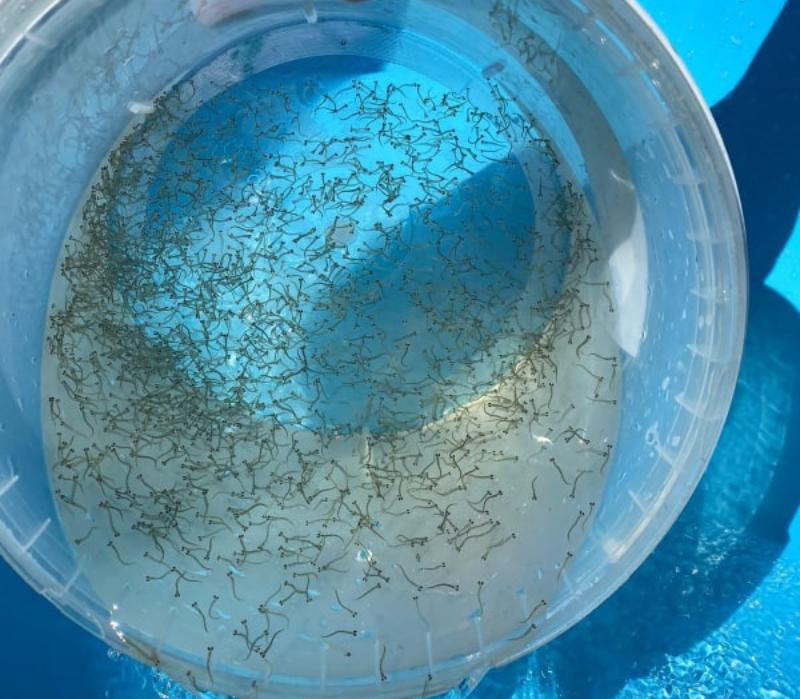 Фото В Бурятии подрастили и выпустили в Байкал 10 млн личинок омуля