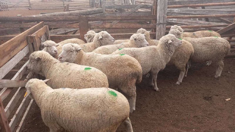 Фото В Бурятии планируется осеменить 1500 голов овцематок