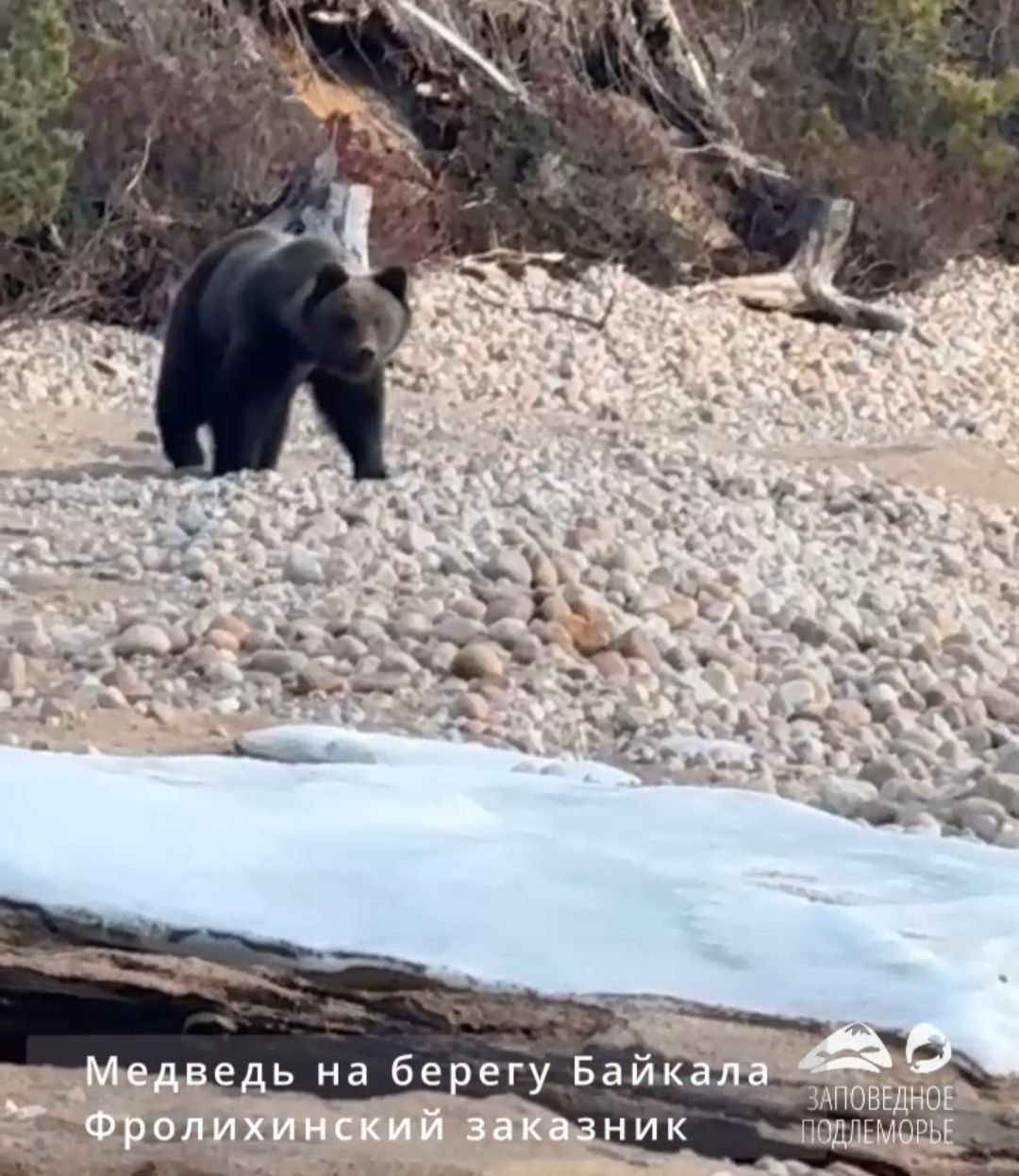 К жителю Северо-Байкальского района Бурятии вышел медведь - Происшествия -  Новая Бурятия