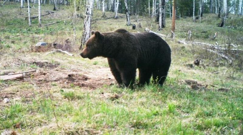 Фото В Бурприроднадзоре рассказали, как вести себя при встрече с медведем