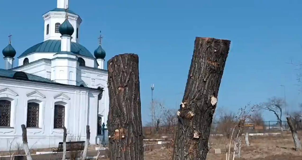 Фото «Срубили варварским методом» - жители Улан-Удэ возмущены обрезкой деревьев