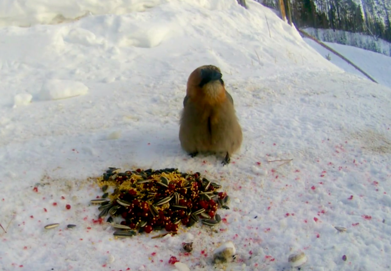 Фото Житель Бурятии снял борьбу птиц (ВИДЕО)