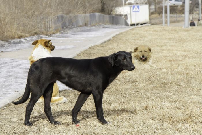 Фото Почему собаки в Бурятии все чаще нападают