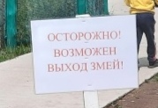Фото Гадюка укусила на кладбище жительницу Бурятии