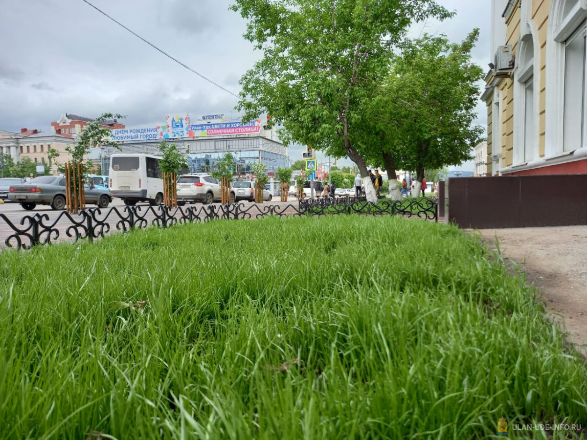 Фото В Улан-Удэ засеют более гектара газонов