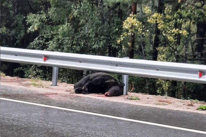 Фото В Бурятии сбили медведя на трассе (ФОТО 18+)