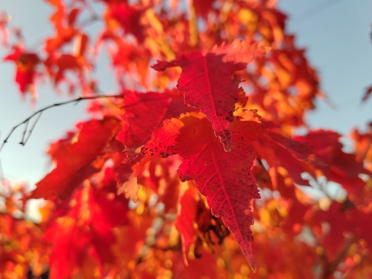Фото Розовый октябрь в Бурятии напомнил женщинам о внимании к себе 