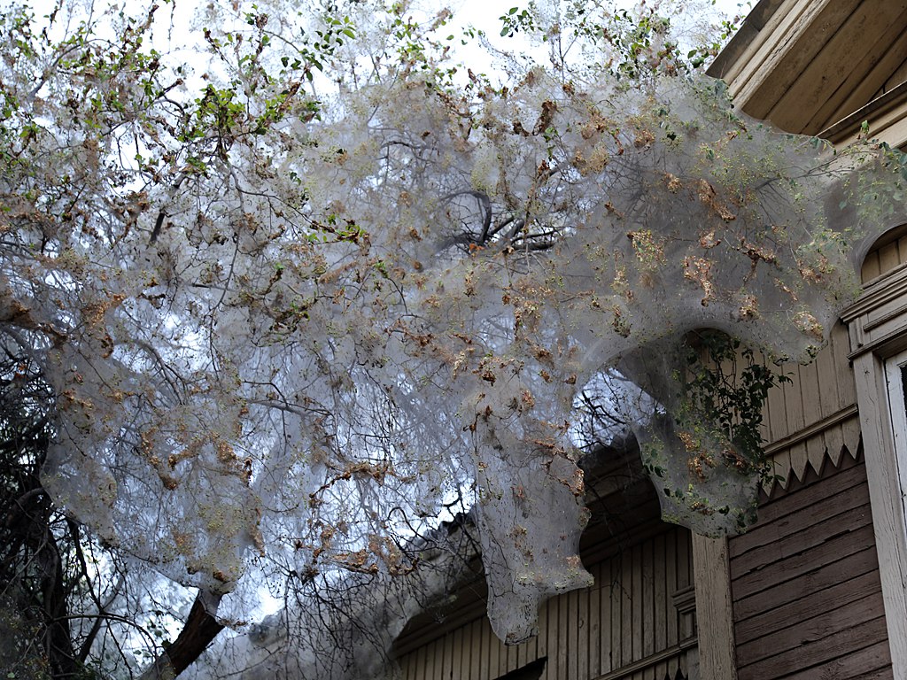 Фото Улан-удэнцы спасение от горностаевой моли видят в осах-наездниках