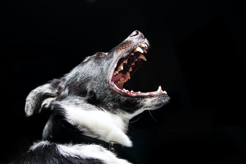 Фото Цыденов поручил расследовать случай нападения собак в Улан-Удэ