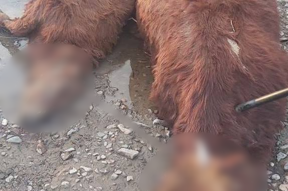 Фото В Баргузинском районе Бурятии произошел массовый падеж скота