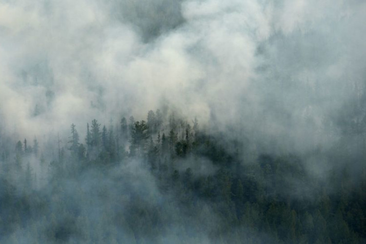 Фото В пригороде Воронежа горят леса, затронуто более 130 гектаров земли, несколько посёлков.