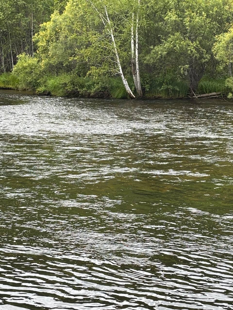 Фото Собака уплыла от хозяев на моторной лодке в Бурятии