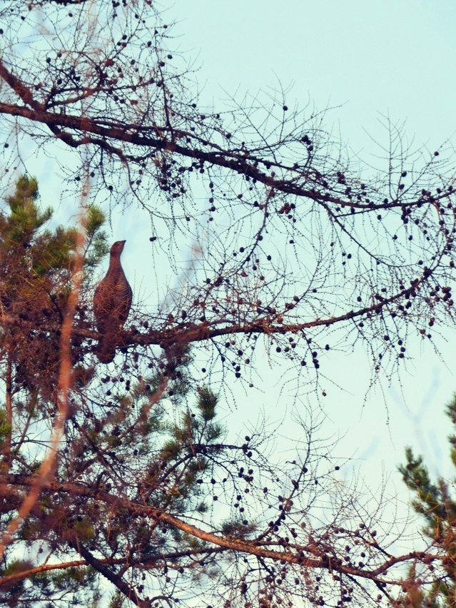 Фото Токование тетеревов запечатлено в нацпарке Бурятии