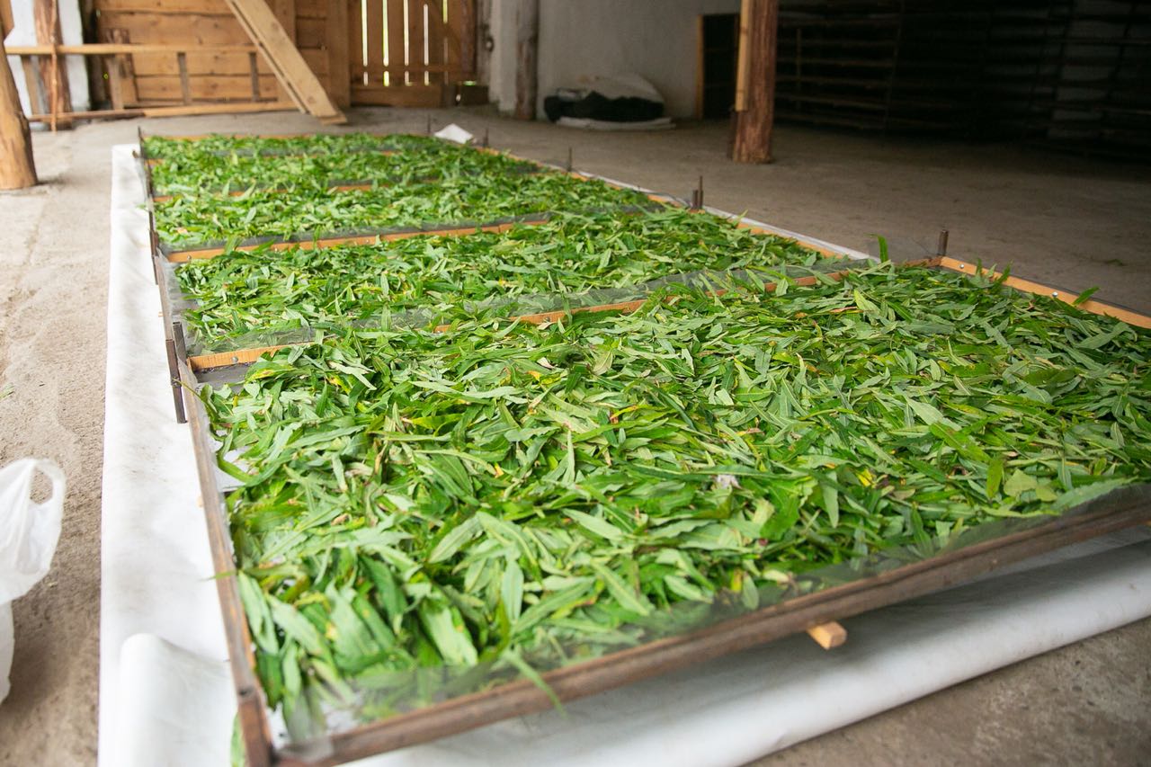 Фото В Бурятии открыли производство целебного чая