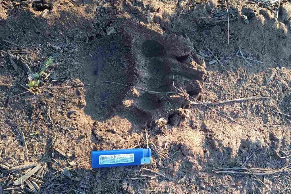 Фото На севере Бурятии медведь пытался вломиться в жилые дома