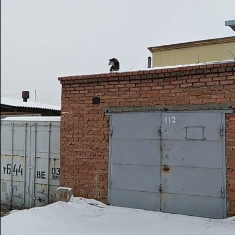 Фото В Улан-Удэ собака 2 недели не может слезть с крыши гаража (ОБНОВЛЕНО)