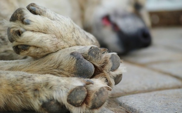 Фото В столице Бурятии выделили рекордную сумму на отлов бездомных собак