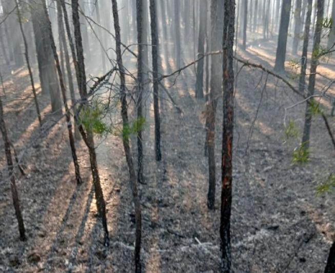 Фото Очередной пожар по вине человека возник в лесу Бурятии
